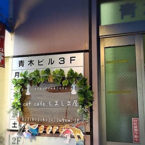 ネコカフェ しましま屋
