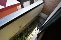 ばるこにー