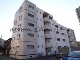 シェル幹の外観