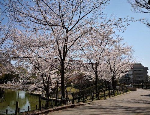 樋之池公園