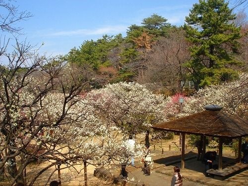 写真:大倉山公園