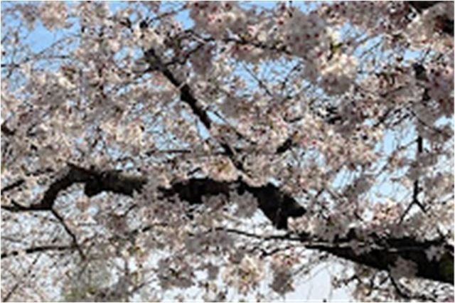 写真：安中町五丁目公園