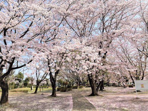 地元住民だけが知る、穴場の桜スポット♪杉戸西近隣公園